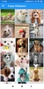 Puppy Wallpapers: HD images, Free Pics download screenshot 8