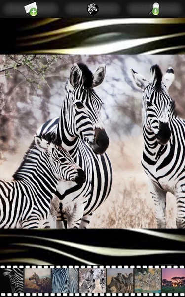 Zebra Wallpapers - Preview 4