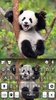 Happy Cute Panda screenshot 1