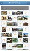 Breeds of horses - quiz screenshot 12