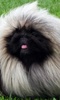 Pekingese Dogs Jigsaw Puzzles screenshot 5