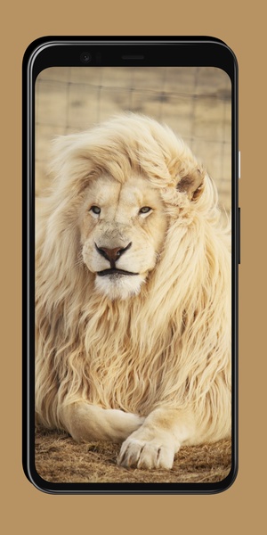 Lion Wallpaper - Preview 6