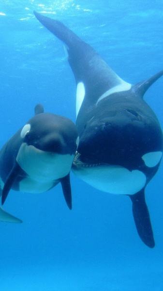 Whale Live Wallpaper - Preview 7