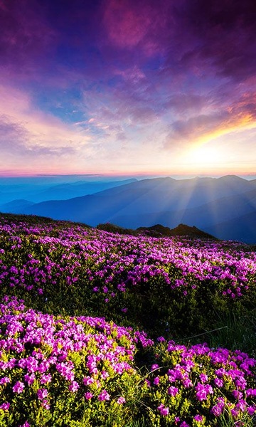 Mountain Flower Live Wallpaper - Preview 4