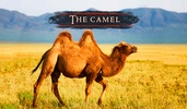 The Camel screenshot 7