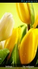 Tulips Live Wallpaper screenshot 3