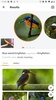 Picture Bird - Bird Identifier screenshot 10