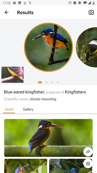 Picture Bird - Bird Identifier - Preview 10