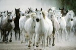 Horse Jigsaw Puzzles screenshot 8