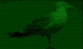 ASCII cam (free version) screenshot 3