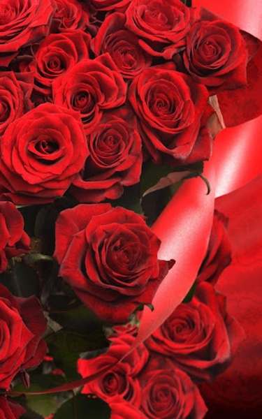Red Rose Live Wallpaper - Preview 2