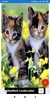 Cat Wallpapers: HD Images, Free Pics download screenshot 1