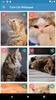 Cute Cat Wallpaper screenshot 10