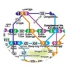 Seoul Metro Map screenshot 2