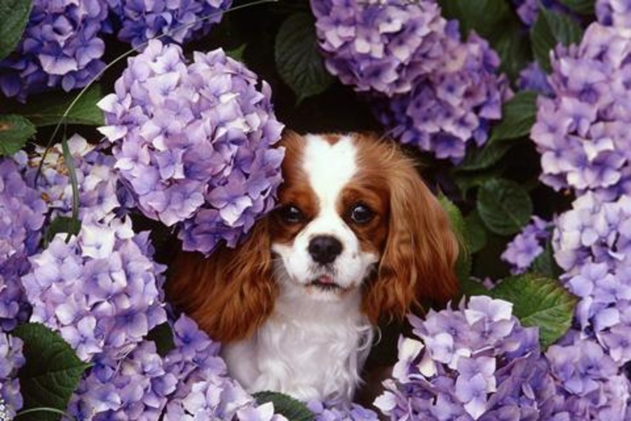 Dog Jigsaw Puzzles - Preview 6