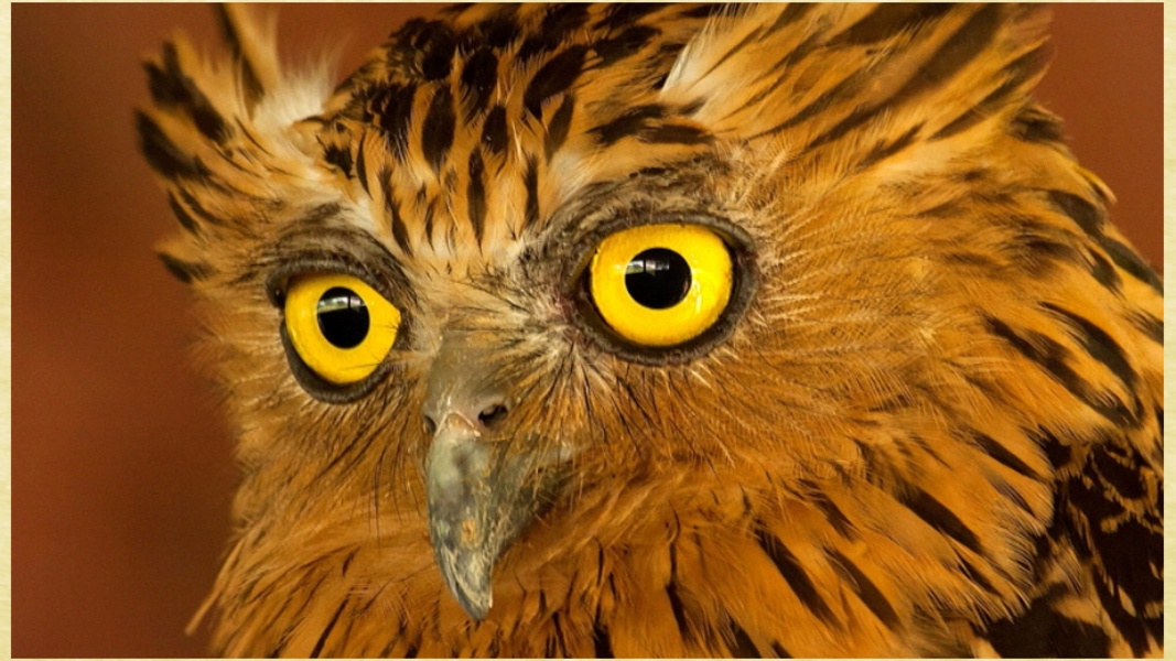 My Birds Images - Preview 4