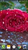 Rose Droplets Live Wallpaper screenshot 3