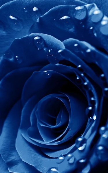 Macro Rose Live Wallpaper - Preview 5
