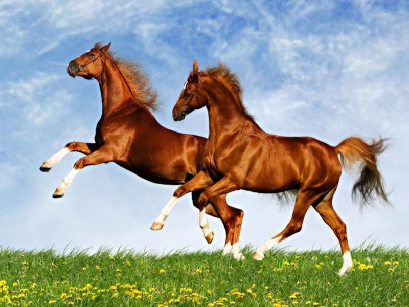 ThoroughbredHorse - Preview 3