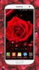赤いバラ ライブ壁紙 HD - 赤色 ローズ screenshot 8