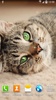 Katzen Live Wallpaper screenshot 14