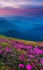 Mountain Flower Live Wallpaper screenshot 9