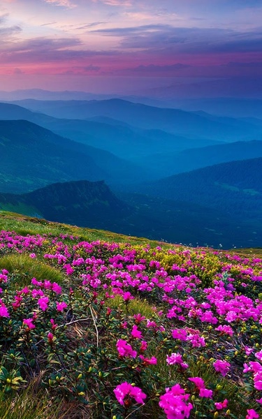 Mountain Flower Live Wallpaper - Preview 9