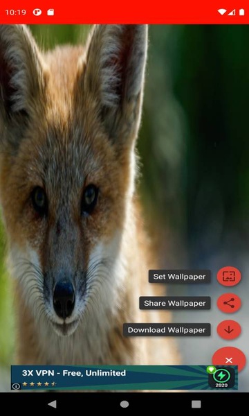 The most beautiful fox pictures around the world of 4K - Preview 5