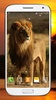 Wild Lion Live Wallpaper HD screenshot 1