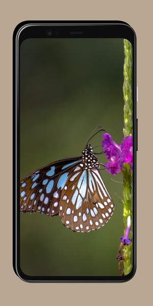 Butterfly Wallpaper OurcreativeApps - Preview 3