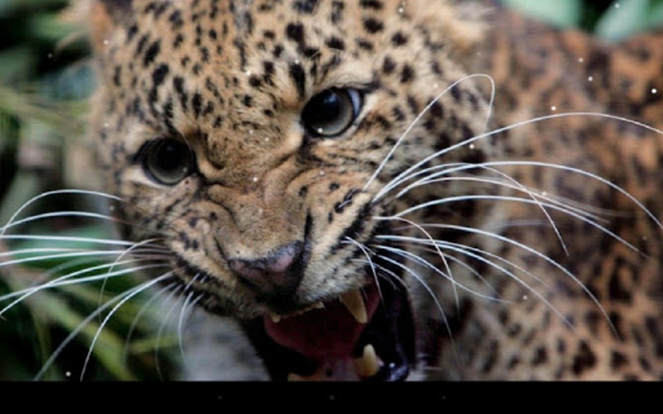 Leopard - Preview 6