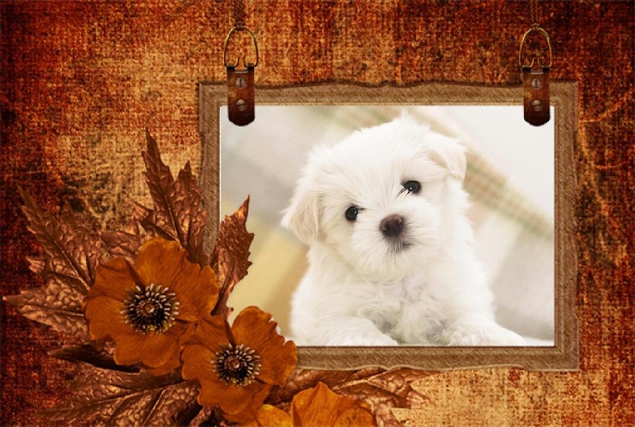 Photo Frames Classic - Preview 2
