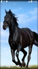 Horse Live Wallpaper screenshot 1