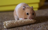 Puzzle - Hamsters mignon screenshot 7