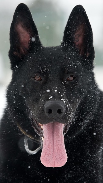 German Shepard Wallpapers - Preview 4