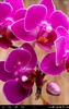 Orchids Live Wallpaper screenshot 5