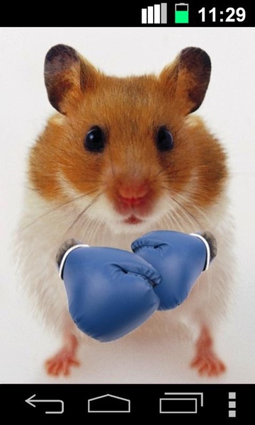 Hamster Live Wallpapper - Preview 4