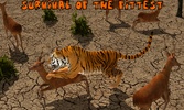 Lion vs Tiger screenshot 15
