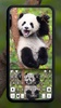 Happy Cute Panda screenshot 5
