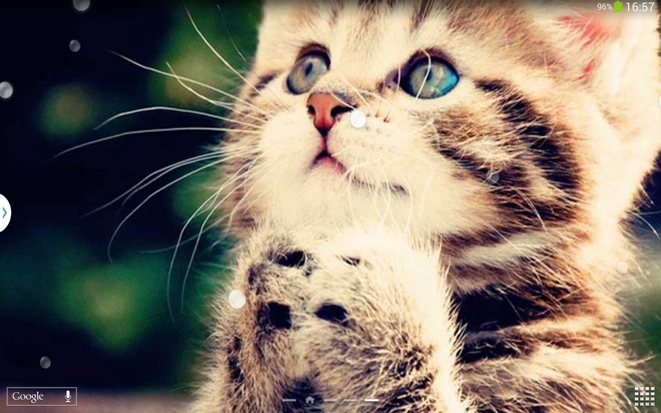 Cute Cats Live Wallpaper - Preview 5