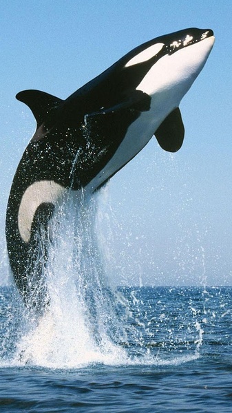 Whale Live Wallpaper - Preview 4