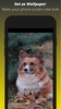 Dog Wallpaper HD screenshot 7