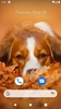 Cute Dog Wallpaper screenshot 2