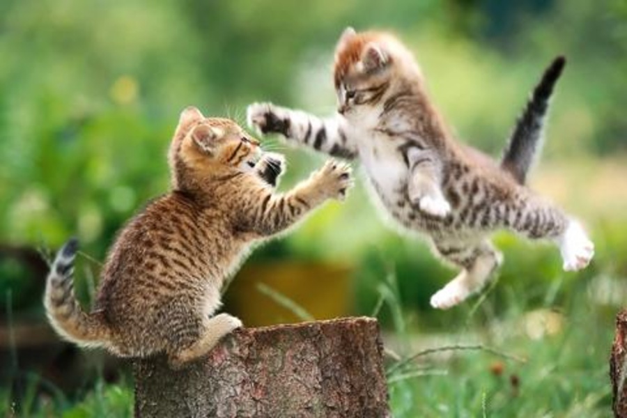 Cat Jigsaw Puzzles - Preview 2