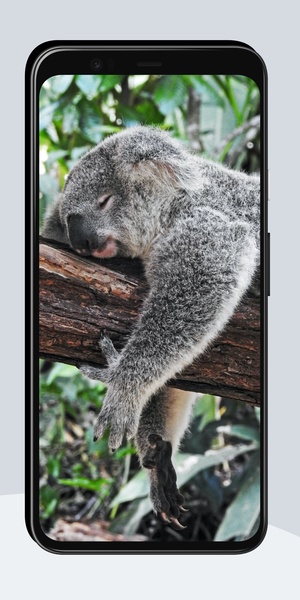 Funny Wallpapers OurcreativeApps - Preview 7