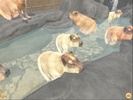 Capybara Zoo screenshot 6