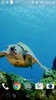 Turtle 3D Live Wallpaper screenshot 2