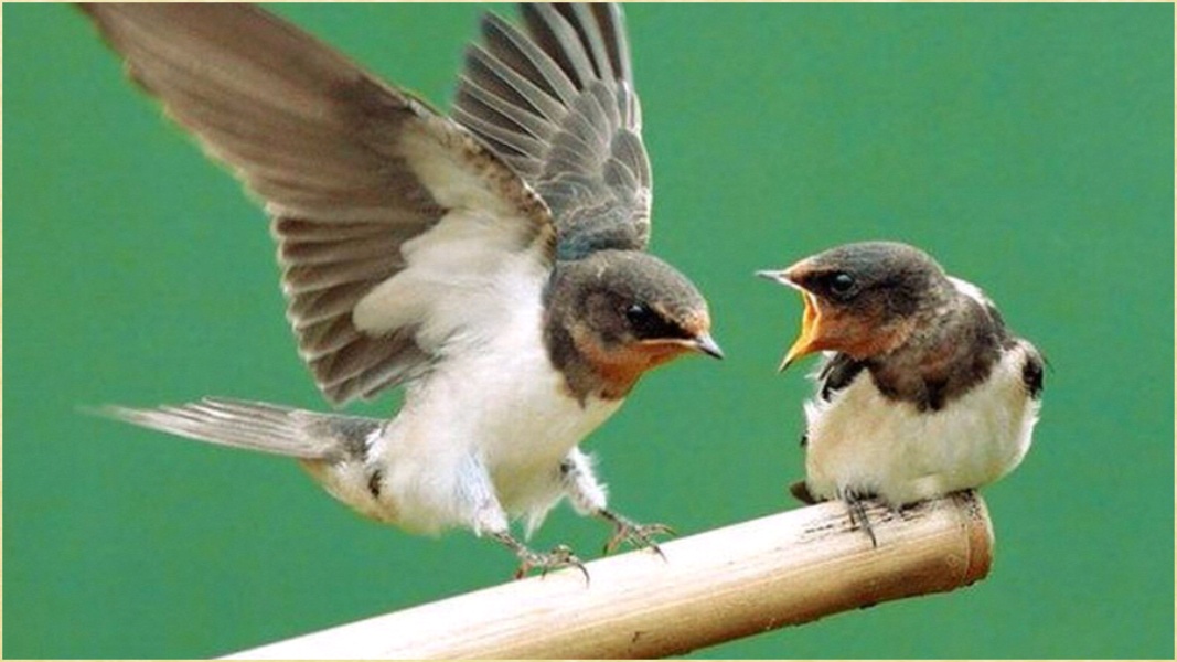 My Birds Images - Preview 3