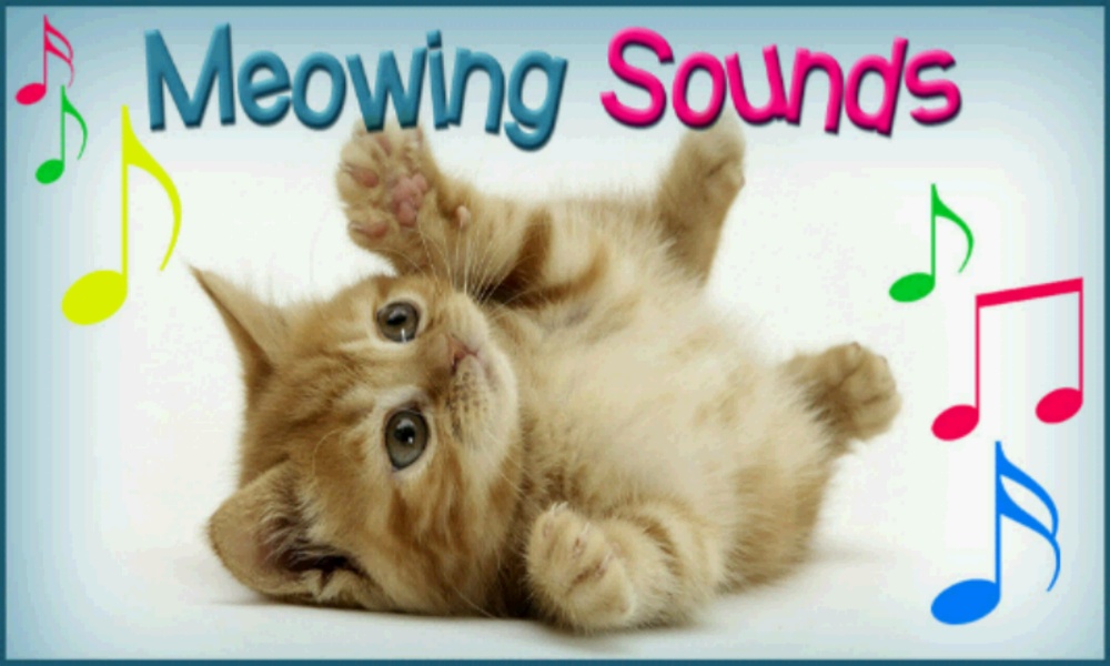 Meowing Cat Sounds - Preview 16