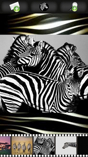 Zebra Wallpapers - Preview 8